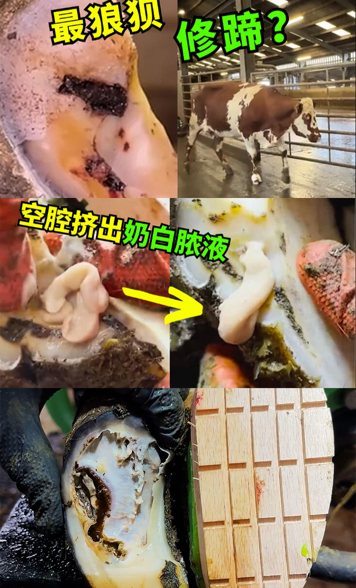 沉浸式修蹄